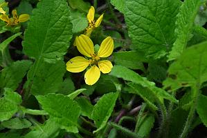 3035-05268659 Tower Hill Botanic Garden, MA